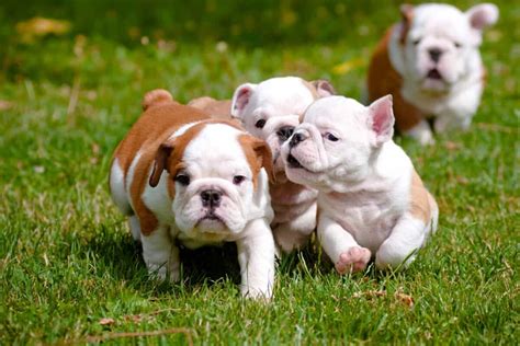  Compared to both cousin dog breeds, purebred English Bulldogs cost more due to the extra care needed during birth