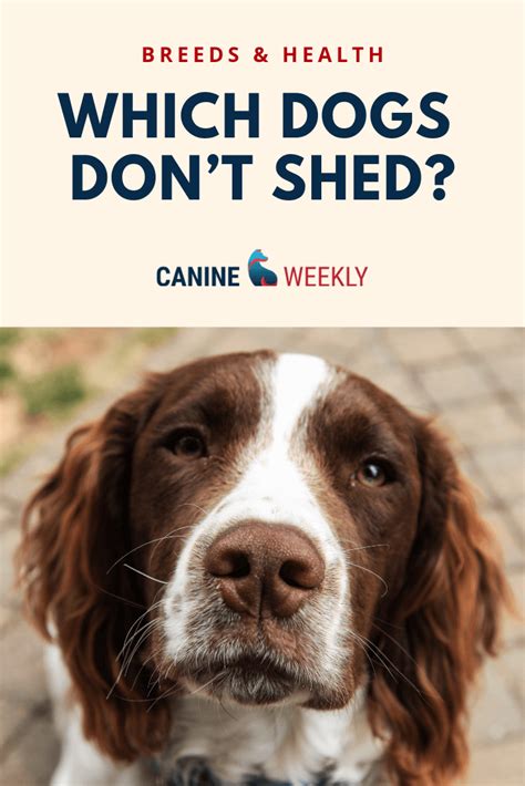  Compared to other dogs, they shed rather moderately and even lesser as they age