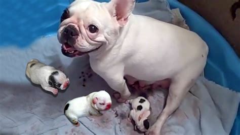  Compared to other dogs that birth quite a sizable number of puppies, French bulldogs only birth a few