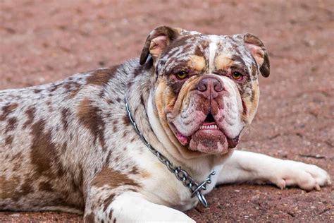  Compared to regular Bulldogs, their nose has light pink or mottled black and pink skin instead of pure black