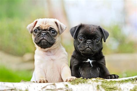  Conclusion: In conclusion, the cost of owning a pug extends far beyond the initial purchase price or adoption fee