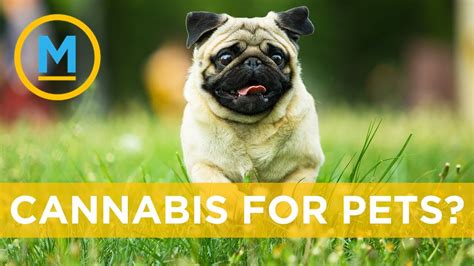  Conclusion CBD is a popular treatment option for humans and pets