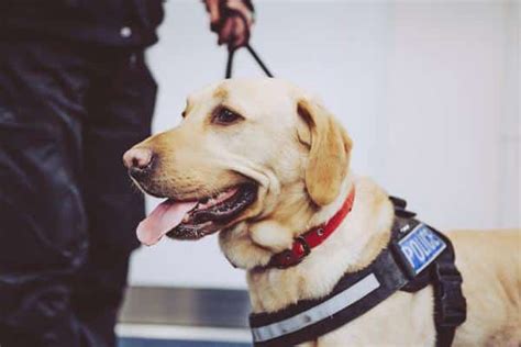  Conclusion Can drug dogs smell delta-8? In short, K9 units trained to detect delta-8 and other CBD products can find them