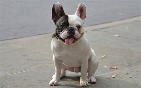  Conclusion French Bulldogs might seem the perfect pet for you! They exhibit traits that all owners desire