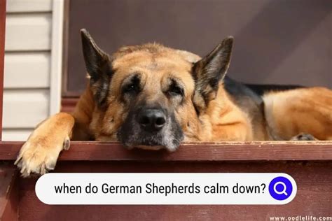  Conclusion Hyperactivity in German Shepherds By definition, hyperactivity stems from the inability to be calm or completely relaxed