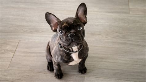  Conclusion If you decide to own a French Bulldog you will likely be required to keep up with a number of different maintenance challenges