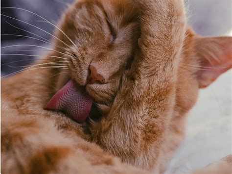  Conclusion If your cat struggles with arthritis pain, excessive grooming, anxiety-related behaviors, or seizures, CBD for cats is a good remedy to consider