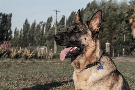 Conclusion In conclusion, German Shepherds can have litters ranging from 1 to 15 puppies, with the average litter size being around 8 puppies
