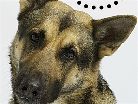  Conclusion In conclusion,German Shepherds are a fantastic breed of dogs, and understanding their growth and development is essential for pet owners