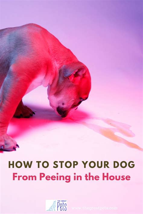  Conclusion Understanding why dogs pee in the house House soiling is a common problem among dogs, and it can be a source of frustration and stress for dog owners