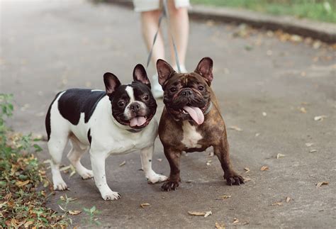  Conclusion You should also know that French bulldog puppies can be aggressive and nippy