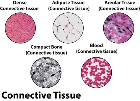  Connective tissues are the tissues that connect and support organs and different types of tissues