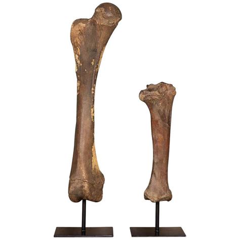  Cons Despite being very expensive a trait that a customer naturally associates with good quality and value , the Mammoth Femur Bone has not lasted long
