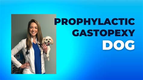  Consider a prophylactic gastropexy A prophylactic gastropexy is a surgical procedure that can be done to prevent bloat in dogs, especially those at high risk, like French bulldogs