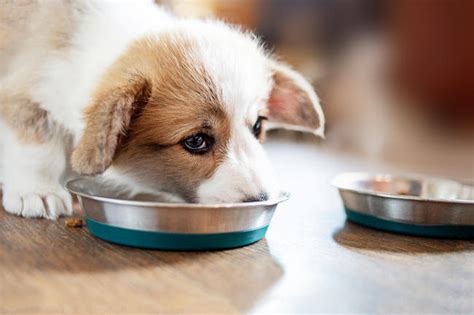  Consider the Ease of Obtaining Puppy Food Another factor to consider is how easily you can get a food