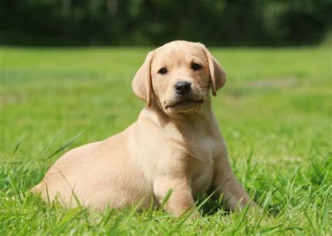  Consider the following factors: Lifestyle: Labrador Retrievers are highly trainable and require regular exercise