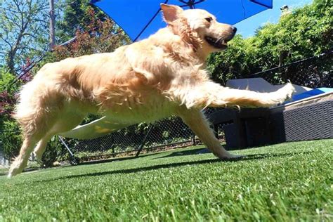  Consider their energy levels: Golden Retrievers are known for their energy and enthusiasm