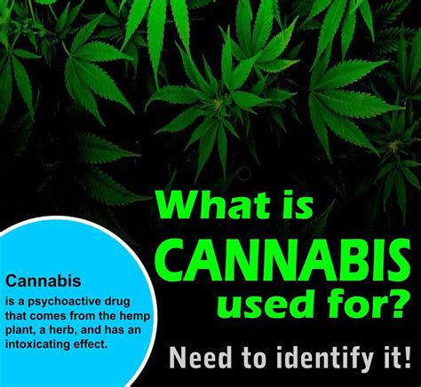  Considering that cannabis use is often used as a natural remedy for these problems, it makes sense that users would experience them once again without any THC in their system