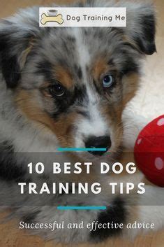  Consistency, patience, and plenty of praise and rewards will help your puppy learn and grow into a well-behaved adult dog