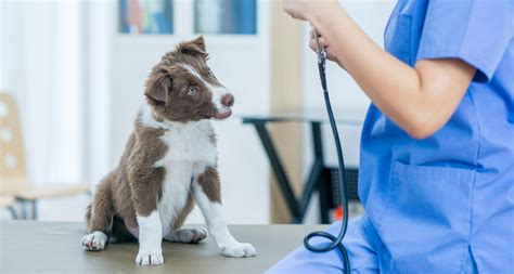  Consult with your vet on what product to use for your pup