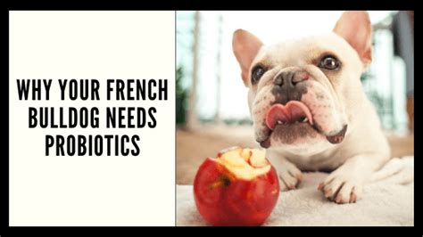  Consult your veterinarian about appropriate probiotic supplements for your French Bulldog