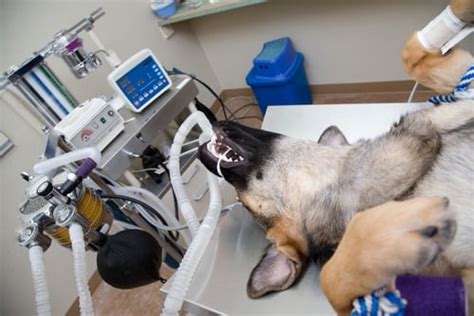  Consult your veterinarian about the risks involved with general anesthesia