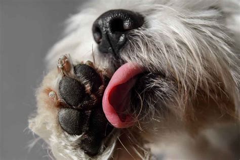  Consult your veterinarian if your dog is excessively licking their paws