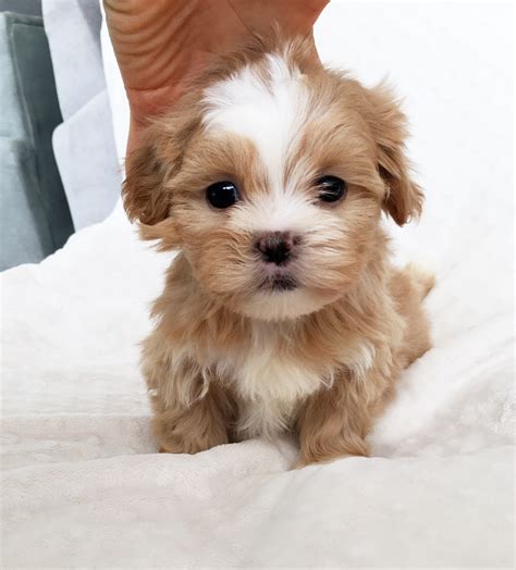  Contact Small breed puppies near on Messenger