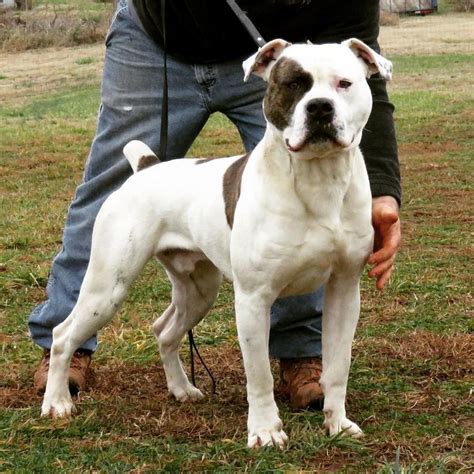  Contact our friendly and knowledgeable American Bulldog breeders today at to learn more about our amazing furry friends