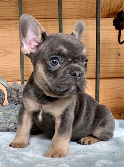  Contact them via email to start the process of getting a colorful French bulldog from Blue Wave French Bulldogs