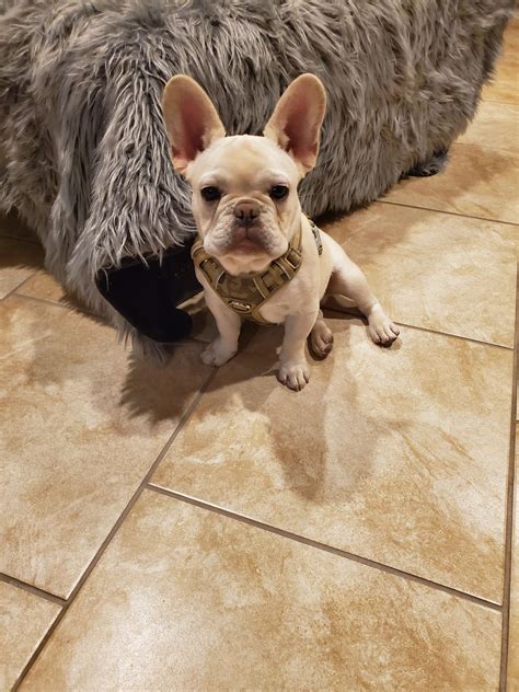  Contact us online or call us at with your questions about our Frenchies! Or, learn more about our upcoming litters or current Frenchies for sale