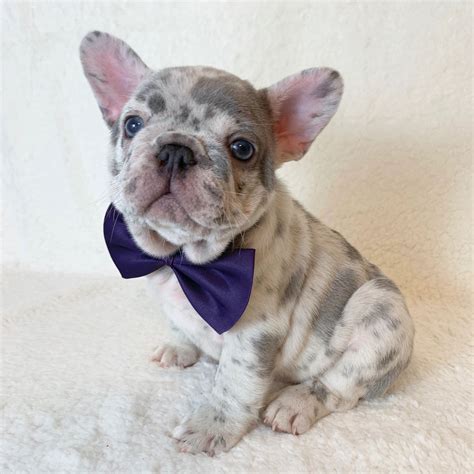  Contact us today to learn more about our available puppies and our approach to breeding Frenchies! About me