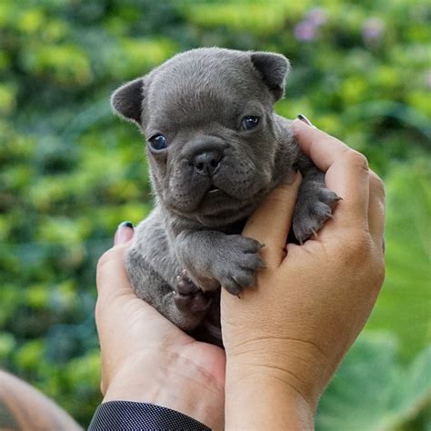 Contact us today to learn more about our available puppies and our approach to breeding Frenchies! While there is no specific gene that causes the lilac color, it nevertheless requires a combination of two dominant genes—one for chocolate and one for blue—for it to appear
