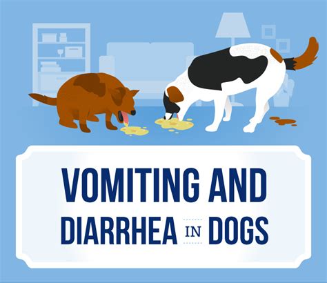  Contact your veterinarian if your dog is experiencing vomiting, diarrhea, or any other abnormal symptoms