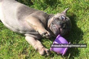  Continue reading to see what we learned about owning a hyper destructive Frenchie puppy
