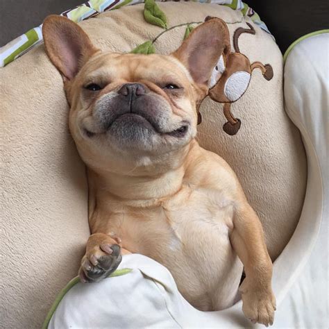  Contrary to their name and grimace, French Bulldogs are about as sweet as they come