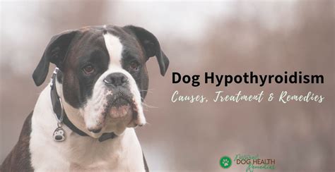  Conventional Treatment If your dog has been diagnosed with hypothyroidism, you may be wondering how it
