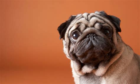  Conversely, according to the study, pugs had significantly reduced adjusted odds of having heart murmur or lipoma tumors