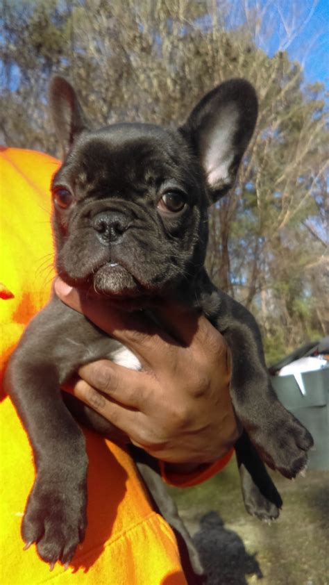  Conyers French bulldog males 6 months