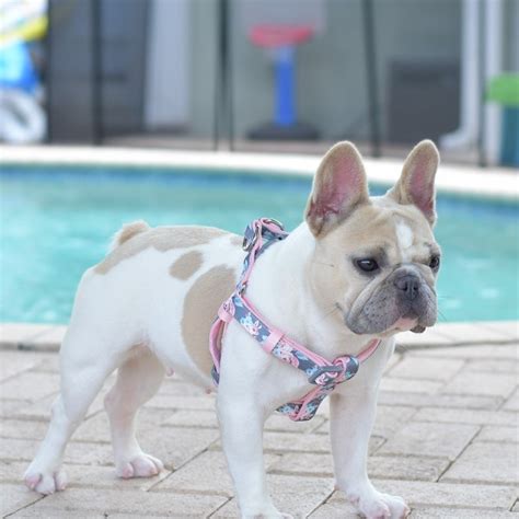  Cookie French Bulldog Cookie is 5 years old