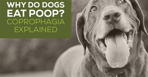  Coprophagia is a form of a much more serious problem called Pica