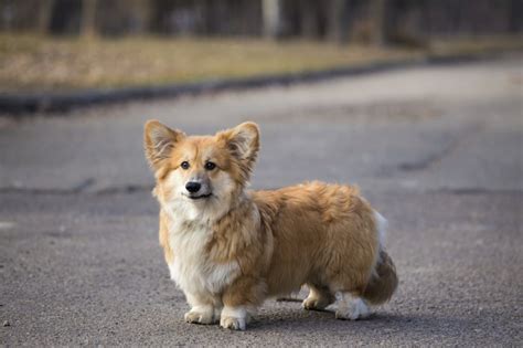  Corgis are known for their fluffy coats, short legs, and energetic, playful personalities