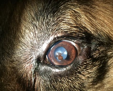 Corneal Dystrophy and Corneal Ulcers Corneal dystrophy is another French Bulldog health issue that causes the cornea the outer surface of the eye to become opaque cloudy