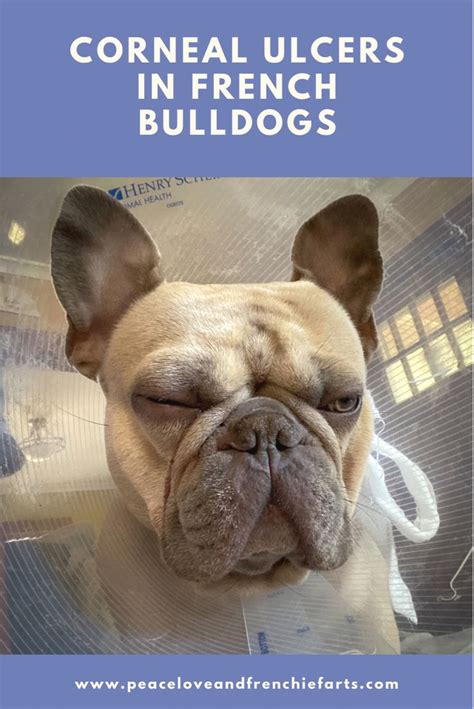  Corneal ulcer in French bulldogs Corneal ulcers are probably the most serious and painful eye problems in Frenchies