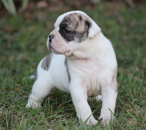  Cornerstone American Bulldog puppies are sold with full confidence that they will meet or exceed the expectations of even the most demanding dog enthusiast