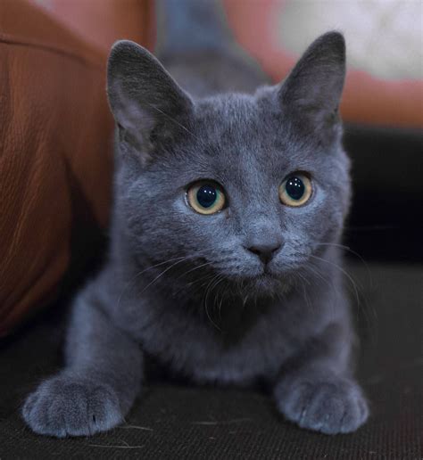  Cosmo the Russian Blue kitten starts out like this, but as time goes by, he becomes more adventurous
