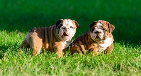  Cowley Family Bulldogs offers a 1-year health guarantee with the purchase of a …