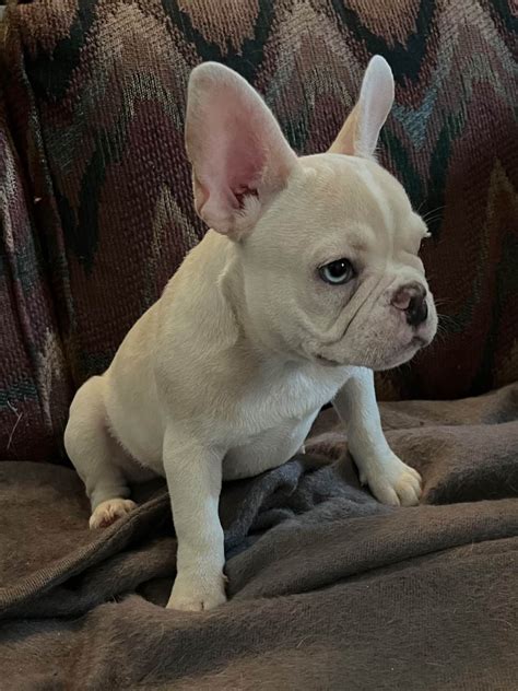  Craigslist helps you find the goods and services you need in your community AKC registered exotic French Bulldog puppies