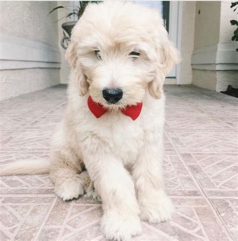  Cream: Cream Goldendoodles are often mistaken for white Goldendoodles because they are very light