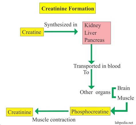  Creatinine is a chemical that the body produces and excretes in urine
